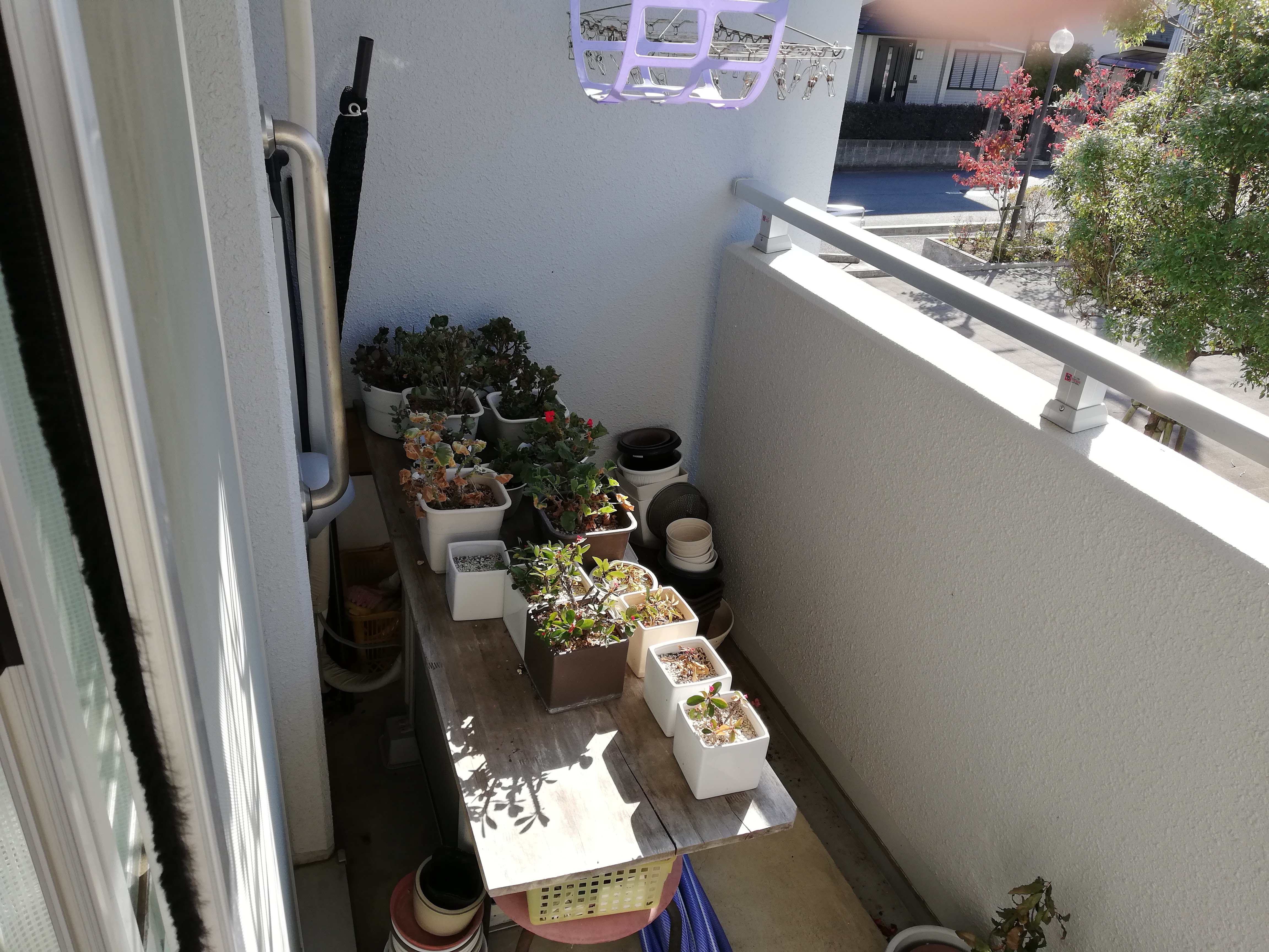 植木鉢がたくさん…。