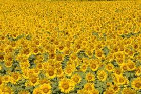 市の花ひまわり